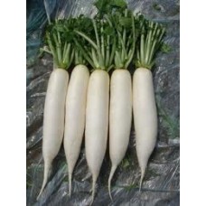 Radish White long